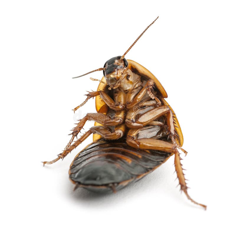 Cockroach sitting