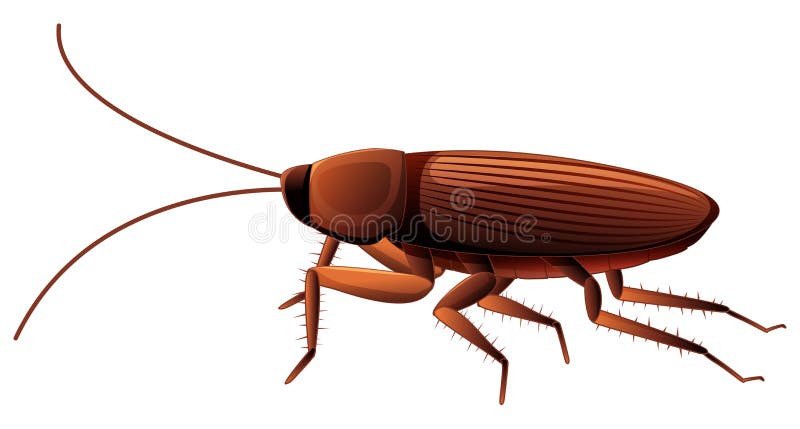 Cockroach on White Background Stock Vector - Illustration of cartoon ...