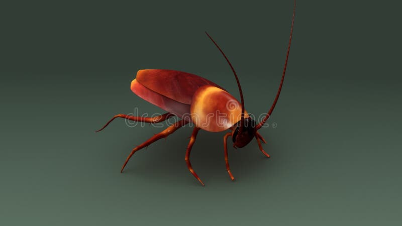 Cockroach stock illustration. Illustration of pests, insects - 84222776