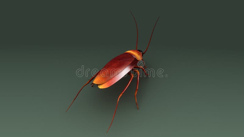 Cockroach stock illustration. Illustration of pests, insects - 84222776 Cockroach stock illustration. Illustration of pests, insects - 84222776