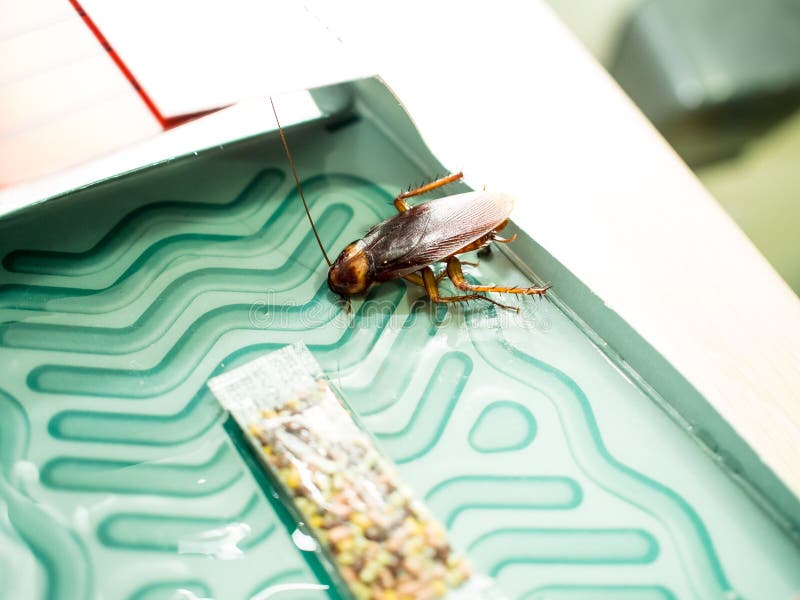 Cockroaches Trapped Trap Boxes Trapped Cockroaches in the Kitchen