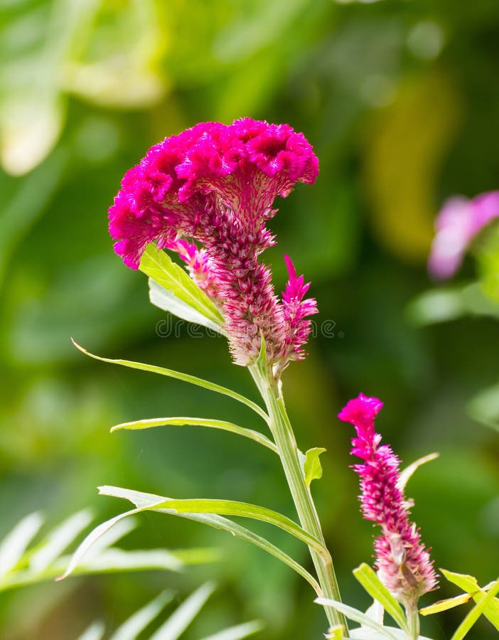 Cockscomb flower