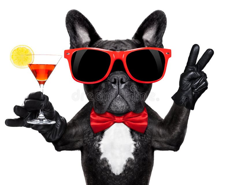 Download Cocktail party dog stock image. Image of drink, cocktail - 50778269