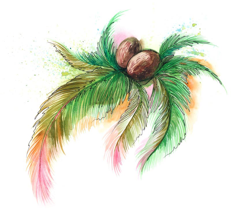 Coconut on the palm tree (Cbm painting)