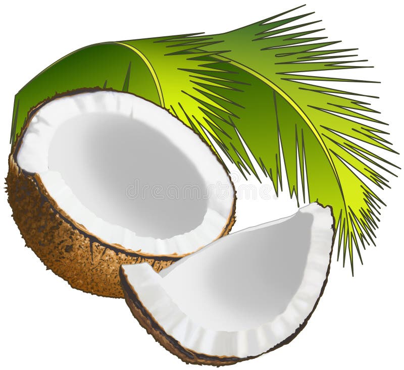 Coco ilustração do vetor