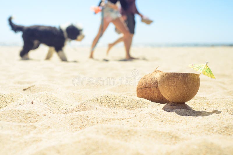 Coco com bebida na praia com homem, mulher e cão no fundo foto de stock royalty free Coco com bebida na praia com homem, mulher e cão no fundo foto de stock royalty free