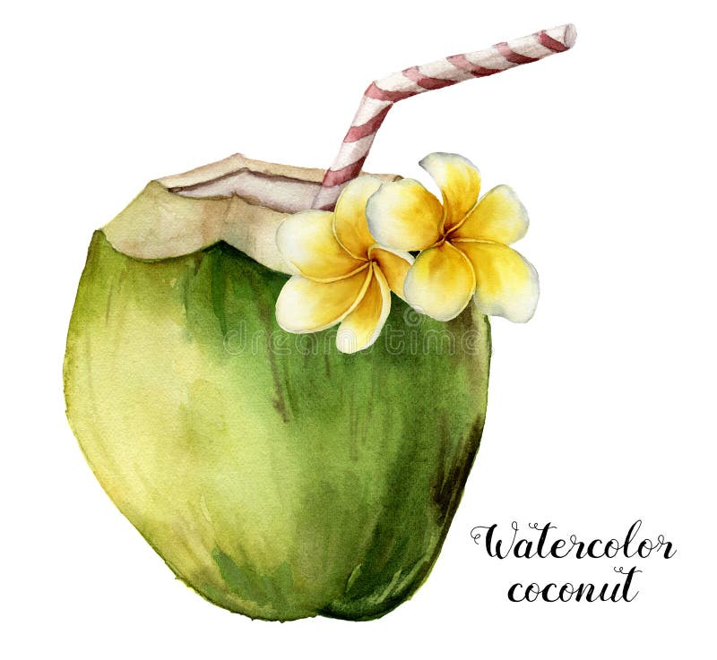 Coco da aquarela com flores do plumeria Bebida exótica pintado à mão com tubo listrado e a decoração floral isolados no branco ilustração royalty free Coco da aquarela com flores do plumeria Bebida exótica pintado à mão com tubo listrado e a decoração floral isolados no branco ilustração royalty free
