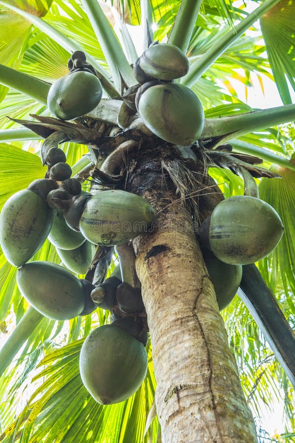 Coco de Mer stock image. Image of coco, unique, plant - 96762765