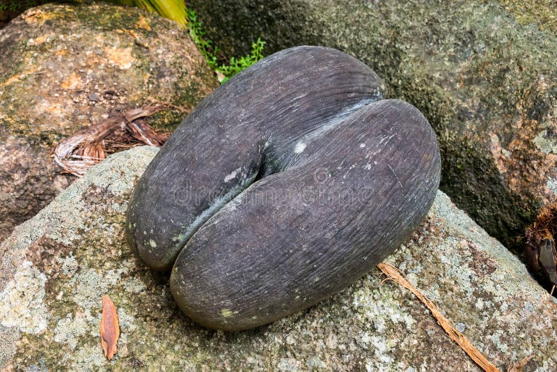 Coco de mer, Lodoicea maldivica in Fond Ferdinand, Praslin island, Seychelles. Coco de mer, Lodoicea maldivica growing in Fond Ferdinand park, Praslin island royalty free stock photo Coco de mer, Lodoicea maldivica in Fond Ferdinand, Praslin island, Seychelles. Coco de mer, Lodoicea maldivica growing in Fond Ferdinand park, Praslin island royalty free stock photo