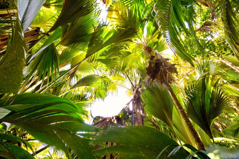 Coco De Mer palmy zdjęcie stock. Obraz złożonej z krajobraz - 46039050