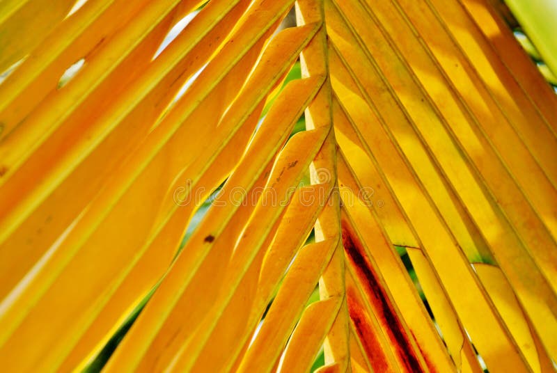 Coco palm tree yellow leaf stock photo. Image of texture 26519192
