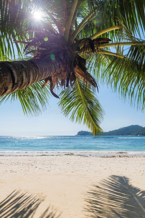 Coco palms at sunset on Exotic Tropical beach stock photos Coco palms at sunset on Exotic Tropical beach stock photos