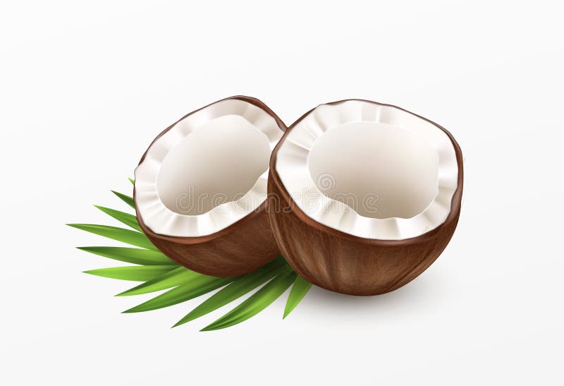 Coco rebanado aislado en fondo blanco. ilustración vectorial realista ilustración del vector