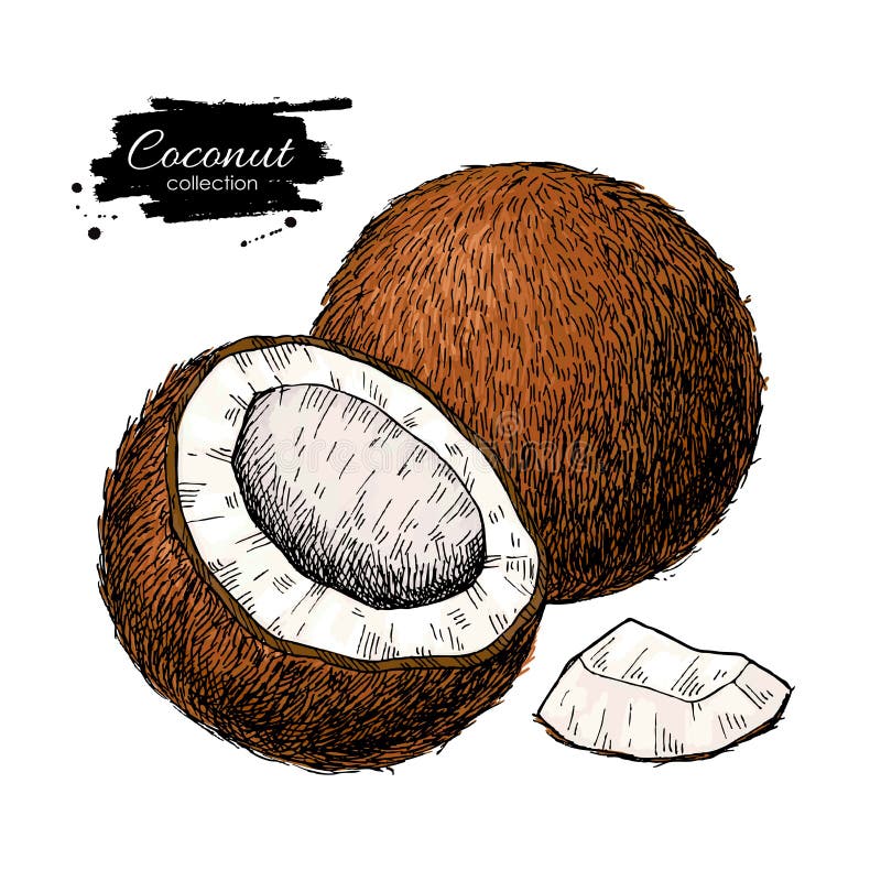 Coco tirado mão do vetor Ilustração tropical do fruto do verão ilustração stock Coco tirado mão do vetor Ilustração tropical do fruto do verão ilustração stock