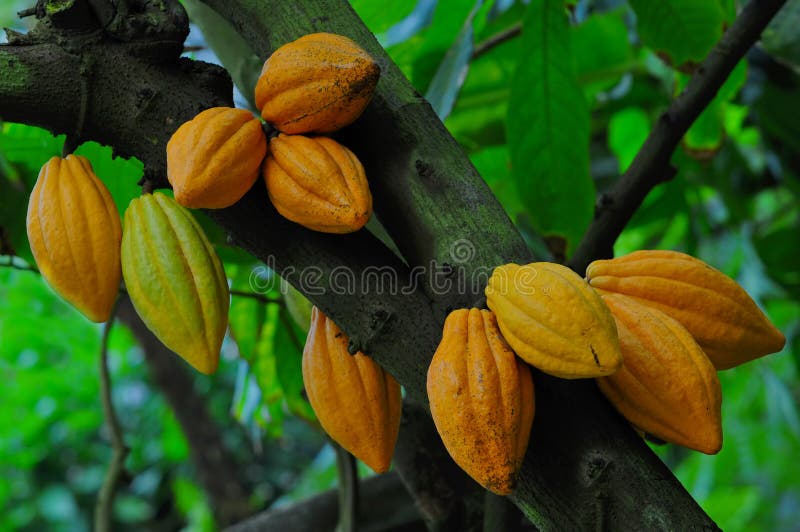 Fresca e matura cacao in giardino.