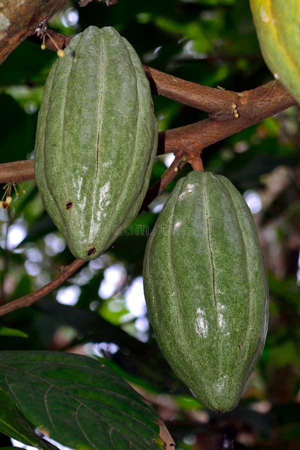 Cocoa, Bali, Indonesia stock photo. Image of nature, kernel 47236320