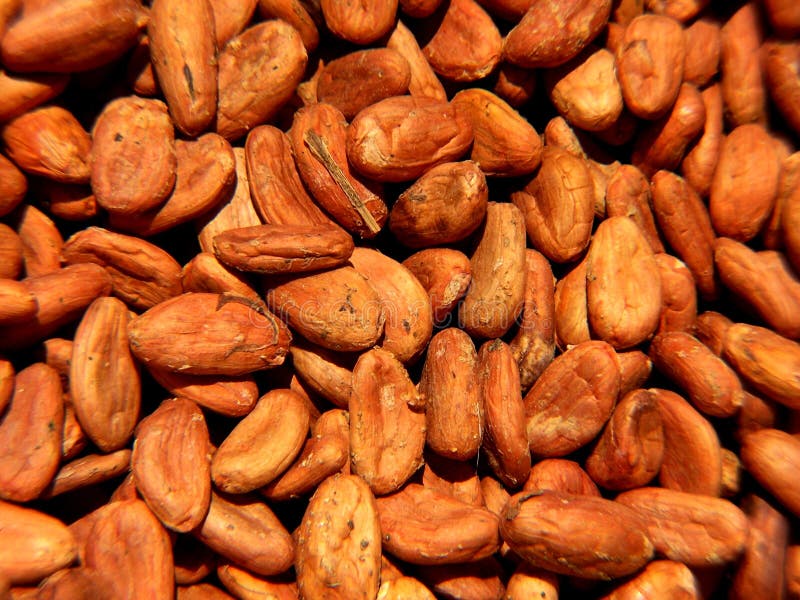 Cocoa beans stock photo. Image of seed, grain, organic 23791828