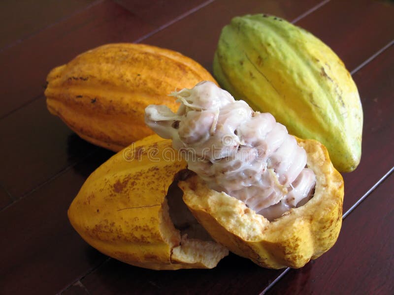 Cocoa beans