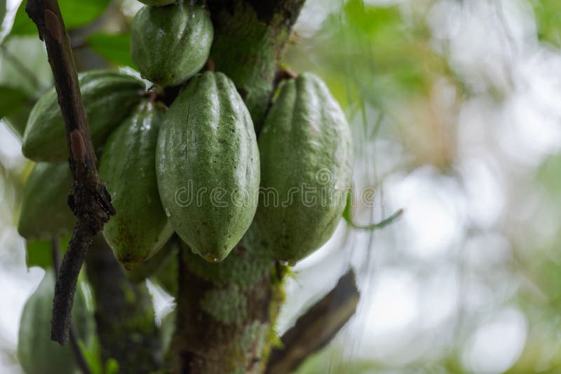 Cocoa Beans Hanging on Tree in Kerala, South India Stock Photo Image