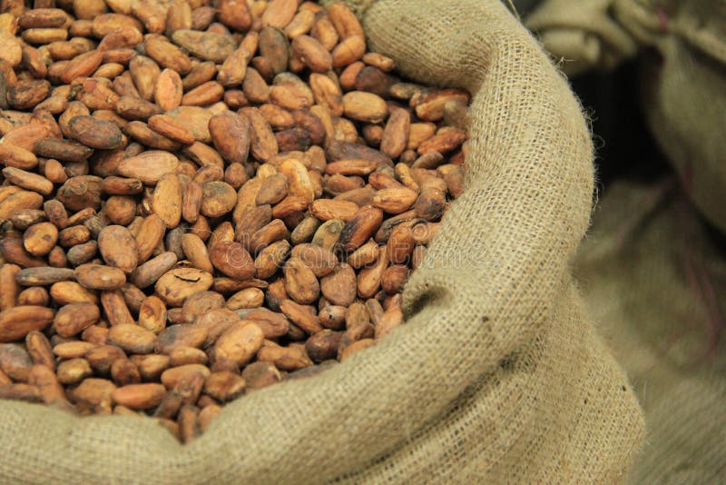 115 Jute Bag Cocoa Beans Stock Photos Free & RoyaltyFree Stock