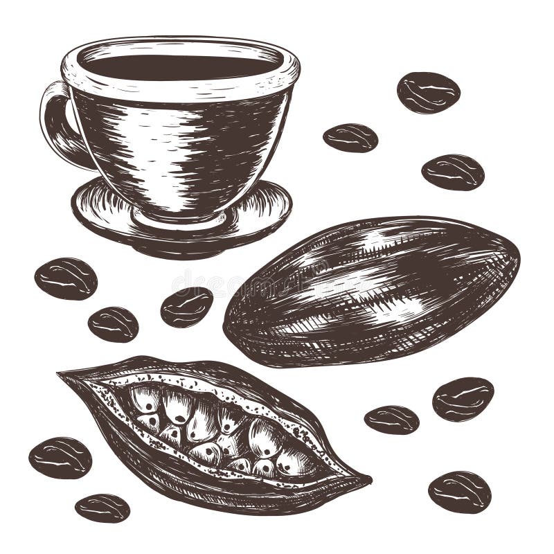 Cocoa beans, cocoa pod, cup of cocoa vector stock illustration Cocoa beans, cocoa pod, cup of cocoa vector stock illustration