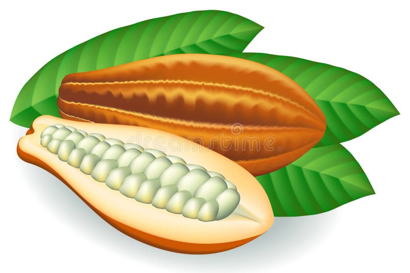 Cocoa beans. Vector illustration.