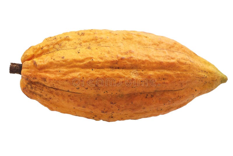 Cacao Fruit Isolated on White Stock Photo Image of delicious