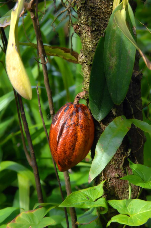 Cocoa Husk and Sea Beach East Coast of Singapore Stock Photo Image