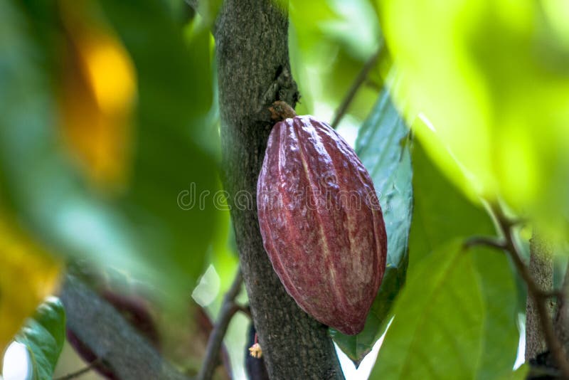 Cocoa fruit stock photo. Image of multi, crop, cameroon 66787518