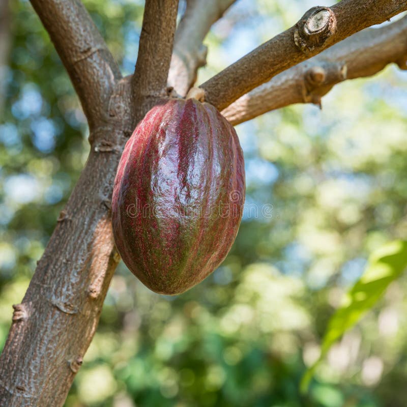 Cocoa Fruit Theobroma Cacao on a Tree Stock Image Image of exotic