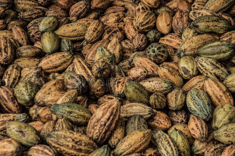 Cocoa Fruits stock image. Image of dish, produce, flower 268756699