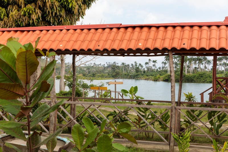 Cocoa Plantation With Lake In The Background Stock Photo ...