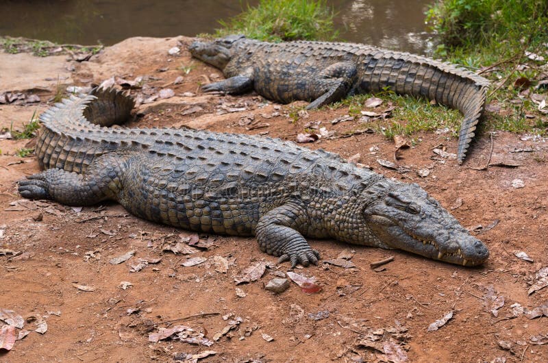 Madagascar, Near Moramanga, Mandraka, Crocodile (Crocodylus Niloticus Cp  Stock Photo - Alamy