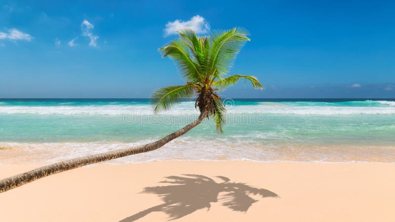 Cocoen g?mma i handflatan, det vita sand och turkoshavet i paradis?n royaltyfria foton Cocoen g?mma i handflatan, det vita sand och turkoshavet i paradis?n royaltyfria foton