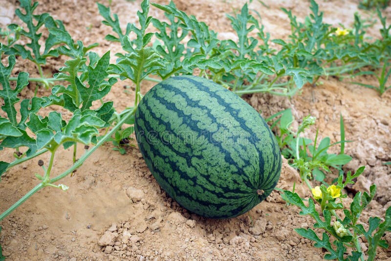 Cocomero verde fresco di cocomeri maturi con foglie verdi in campo alimento naturale immagine stock libera da diritti Cocomero verde fresco di cocomeri maturi con foglie verdi in campo alimento naturale immagine stock libera da diritti