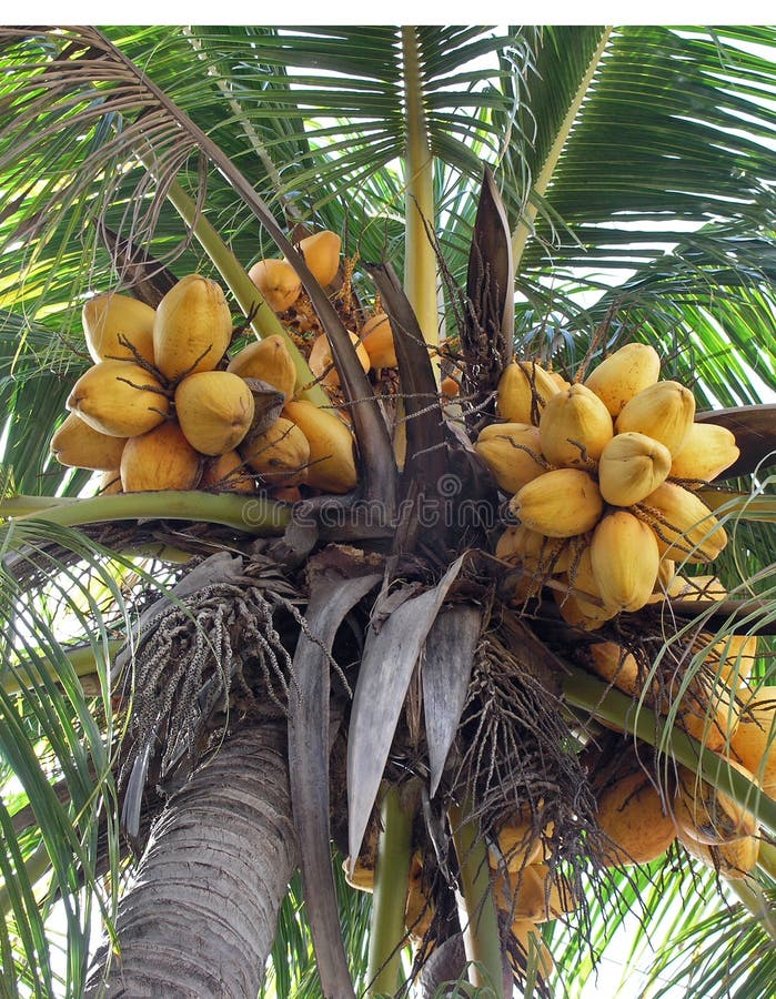 Coconut royalty free stock photo