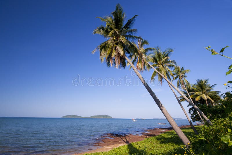 Curved Palm on Palolem Beach, Goa, India Stock Photo Image of