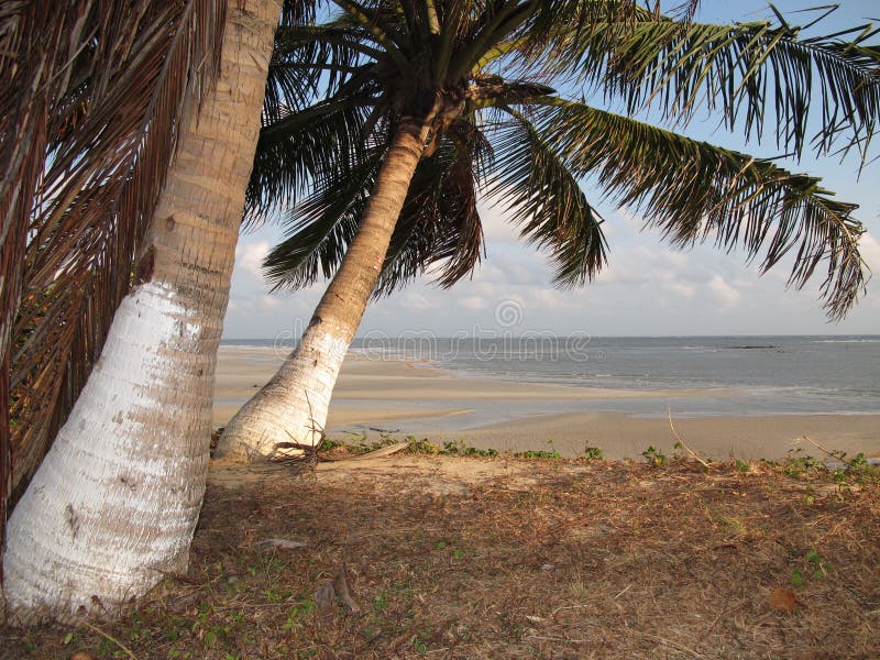 Coconut beach stock photo. Image of panoramic, unspoiled 16568252
