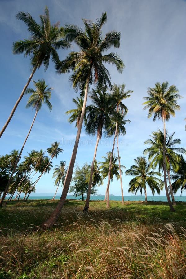 Coconut on the beach stock photo. Image of coastline - 13412954