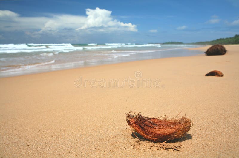 Coconut beach stock image. Image of lanka, destination 397069