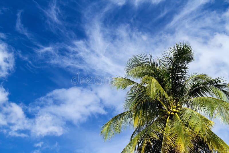 Coconut on blue sky stock image. Image of botany, clouds - 25495611