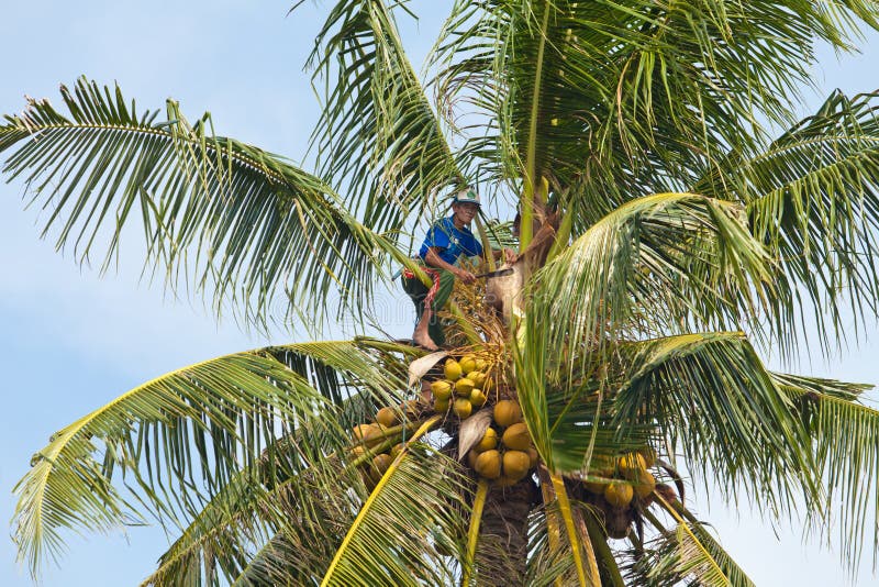 Man Trimming a Palm Tree stock image. Image of trimming 23991941