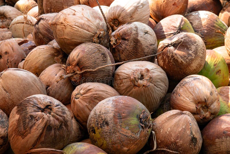 Set Coconut Nut, Dried, Cleaned from Copra, Whole Fruit, Weathered