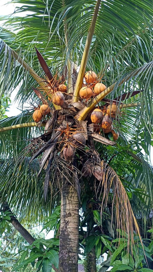 Coconut Dried on the Tree and the Young One Stock Photo Image of