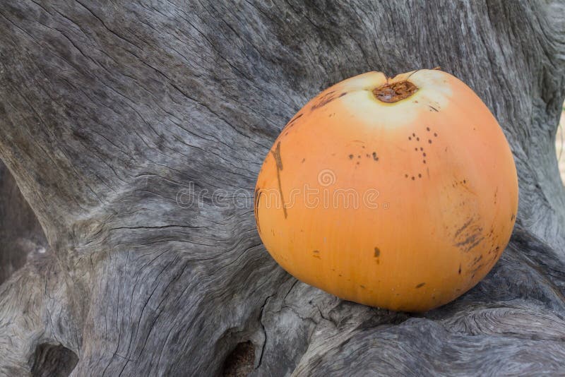 Coconut on dry wood stock image. Image of coconut, bark 67212581