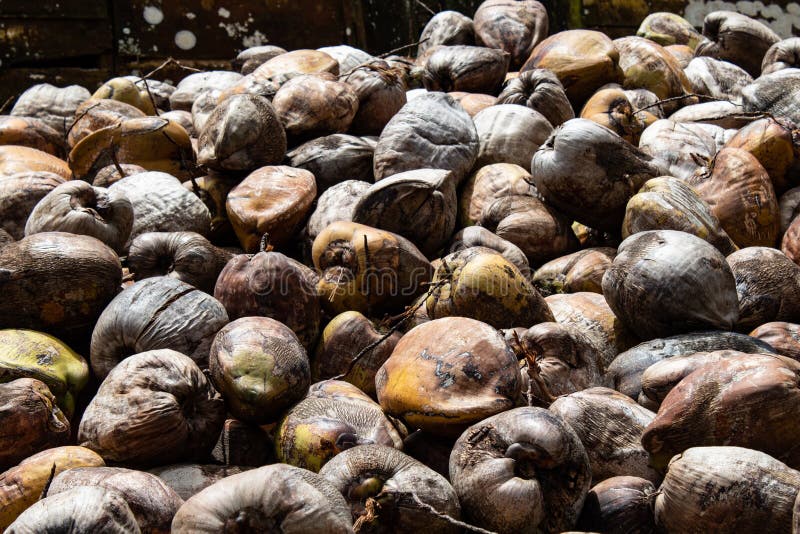 Coconut Farm in the Dominican Republic Mountain of Coconuts Stock