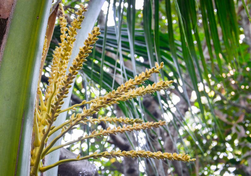 Flower Of Coconut Tree Isolated Stock Photo Image of female, science
