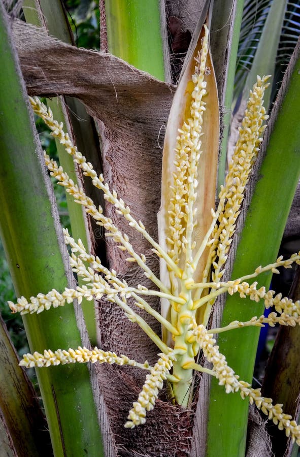 Flower Of Coconut Tree Isolated Stock Photo Image of female, science