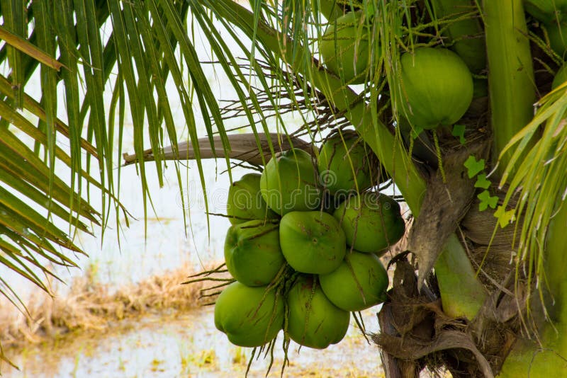Coconut Fresh Fragrance in the Garden , Stock Photo - Image of diet ...