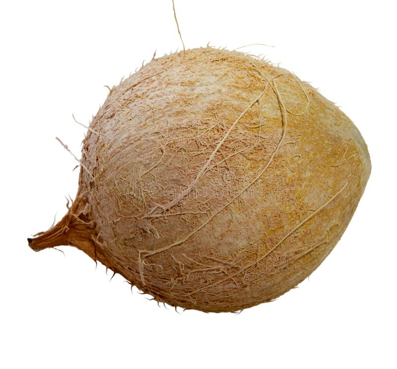 Coconut Fruit stock image. Image of white, closeup, isolated - 12420725